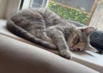 kitten