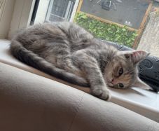 kitten