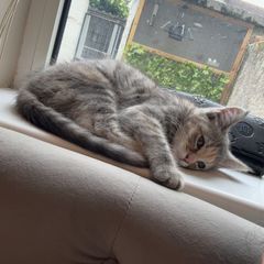 kitten