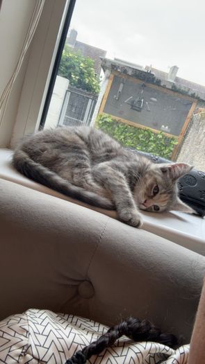 kitten