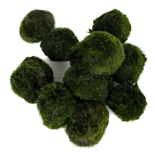 Cladophora 4-5cm - 10pcs (live Moss)