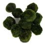 Cladophora 4-5cm - 10pcs (live Moss) Image 2
