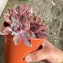 plant Image 3