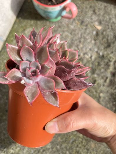 plant