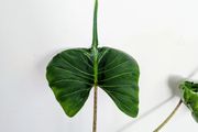 Alocasia Stingray Plant