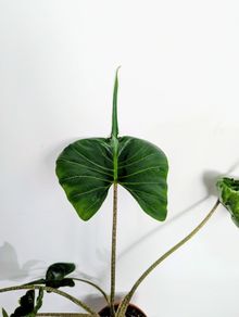 Alocasia Stingray Plant