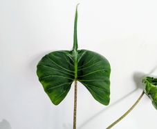 Alocasia Stingray Plant