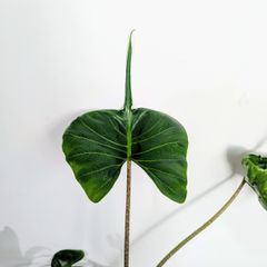 Alocasia Stingray Plant