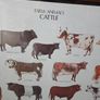1979 Frederick Warne "Farm Animals Cattle" framed print Image 2