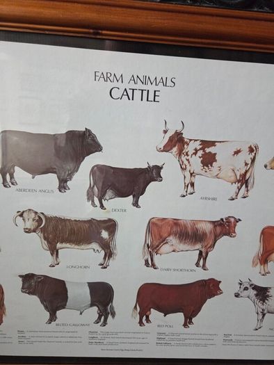 1979 Frederick Warne "Farm Animals Cattle" framed print