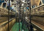 Relief Milker Available