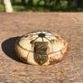 Rare Vintage Camel Bone Trinket Box with Exquisite Brass Inlay and Owl Closure Image 4