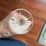 Waterford crystal wine glasses Image 5