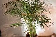 25 Potted Plants &amp; 6 Boxes of Floral Styling Stock