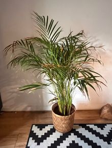 25 Potted Plants & 6 Boxes of Floral Styling Stock