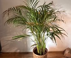 25 Potted Plants & 6 Boxes of Floral Styling Stock