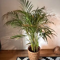 25 Potted Plants & 6 Boxes of Floral Styling Stock