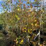 Native and non Native Trees Image 8