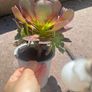 plant Image 3