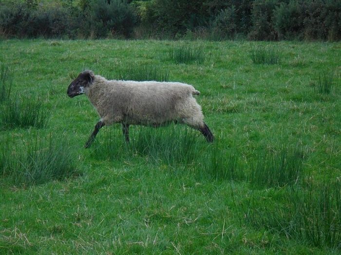 Teaser Rams    For Hire ..... Hire Available !!