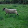 Teaser Rams    For Hire ..... Hire Available !! Image 8