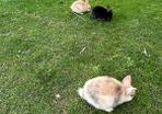 Baby Rabbits