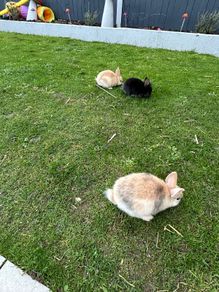 Baby Rabbits