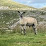 Blackface Rams Image 7
