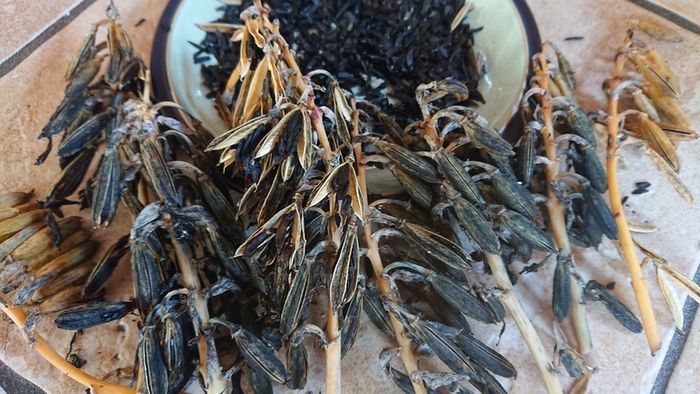 Hosta Seeds and Hosta Plants