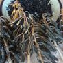 Hosta Seeds and Hosta Plants Image 4