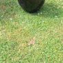 Plant pots Image 8
