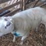 10 hoggets Image 3