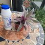 Tradescantia Spathcea plant Image 5