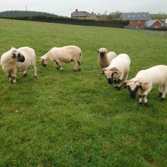 4 Valais Blacknose breeding ewe's for sale