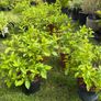 hydrangea paniculata Limelight Image 5