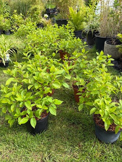 hydrangea paniculata Limelight