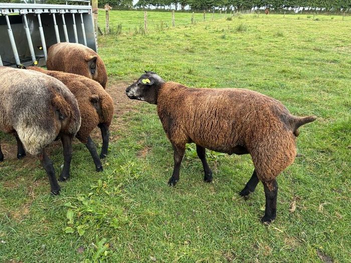 Blue TEXEL pedigree sheep