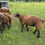 Blue TEXEL pedigree sheep Image 2