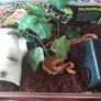 Corn Snake Large Exoterra Starter kits Image 2