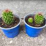 Mammillaria Cactus Image 2