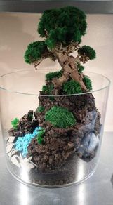 Forest in the jar 4 - H35cm x W25cm