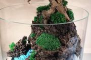Forest in the jar 4 - H35cm x W25cm