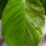 Epipremnum Aureum Marble Queen big leaves Image 10