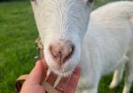 Goats