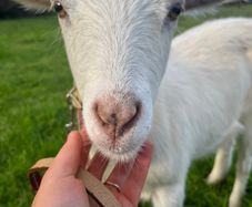 Goats