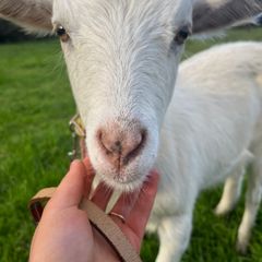 Goats