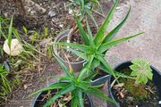 Aloe Striatula orange/yellow flowering