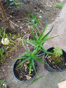 Aloe Striatula orange/yellow flowering