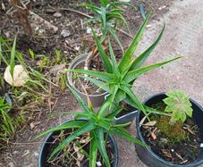 Aloe Striatula orange/yellow flowering