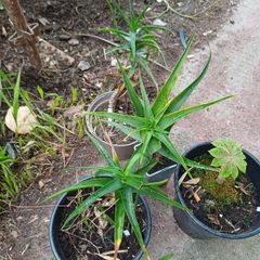 Aloe Striatula orange/yellow flowering